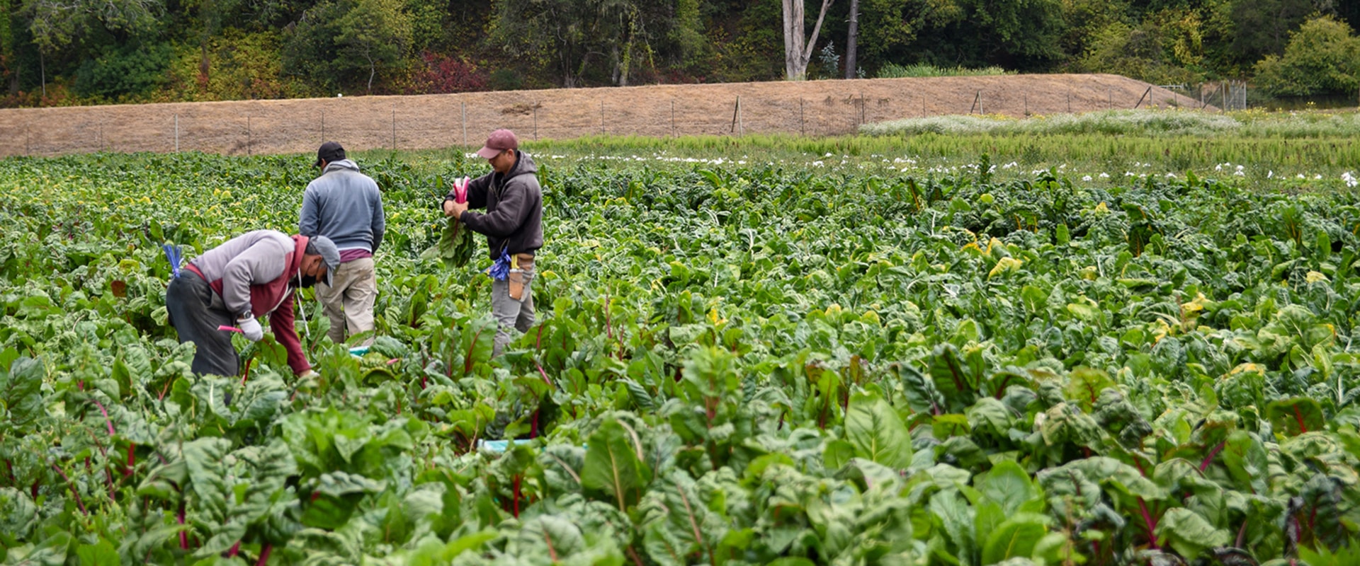 what-are-the-four-components-of-a-sustainable-food-system